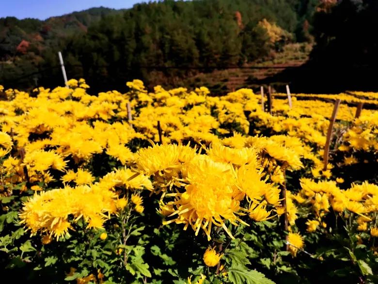 2020111611303496_Mwso57ab.jpg