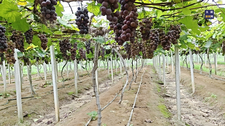 20260804161844678_b7AC87Ei.jpg